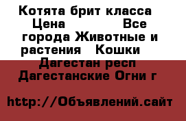 Котята брит класса › Цена ­ 20 000 - Все города Животные и растения » Кошки   . Дагестан респ.,Дагестанские Огни г.